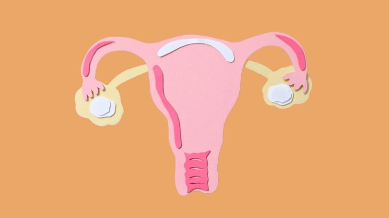 Illustration of the female reproductive system, highlighting perimenopause